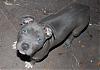 Can YORKIES & a PITT BULL Live Together???-jan-018_skye.jpg