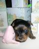 four weeks old and thinking im the chewy-winnie-barking.jpg