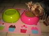 The Babies got new food bowls and a new eating mat!-4.jpg