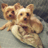 Does anyone here own a "blonde" yorkie?-test.gif