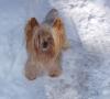 What are snow yorkies?-honda-012.jpg