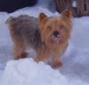 What are snow yorkies?-honda-011.jpg