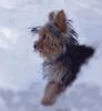 What are snow yorkies?-honda-014.jpg