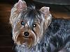 Tricks your Yorkies do....tell me!!!!PLEASE REPOND!!-besthair.jpg