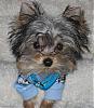 Petite Pups United! weekend edition-newmaddieandsophie-010-medium-.jpg