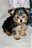 Purl's First Bath!-purl-10-weeks.jpg