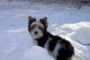 What are snow yorkies?-boys-008.jpg