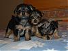 Purl's First Bath!-all-three-pups.jpg