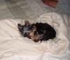 Custom made Yorkieproof gate and his sleeping pics.-cookiesleepcloseup.jpg