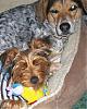 HELP--my yorkie wakes me up all night-016.jpg