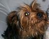 HELP--my yorkie wakes me up all night-022.jpg