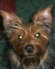 HELP--my yorkie wakes me up all night-024.jpg