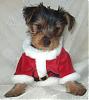 Calling All YT Boys -- COME JOIN!!!-dimsum9wks.jpg