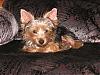 HELP--my yorkie wakes me up all night-chase-002.jpg