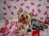 Available/Unattached Yorkie Ladies...-dsc00186.jpg