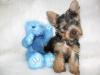 Please Don't Hate Me.....I Have ANOTHER Adorable PUPPY!!!!-9-25-omg-.jpg