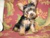 Please Don't Hate Me.....I Have ANOTHER Adorable PUPPY!!!!-9-25-12.jpg