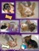 Please Don't Hate Me.....I Have ANOTHER Adorable PUPPY!!!!-collage-464-x-600-parents.jpg