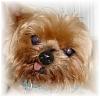 Yorkie rescue-brandie-soft-edge.jpg