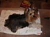 silky terriers-after-bath-hair-cut-jan-06-08.jpg