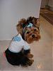 silky terriers-avatar-kimchee.jpg