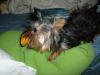 Whats your Yorkies favorite Toy?-chloeside.jpg