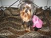 HAPPY 1st BIRTHDAY TO MY BABY GIRL!!!-yorkies-012.jpg