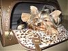 Pet Flys Carrier-img_8129.jpg