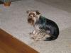 Does your male yorkie sit like this??!!!-img_0469.jpg