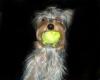 Whats your Yorkies favorite Toy?-tinkball.jpg