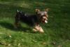 Whats your Yorkies favorite Toy?-eddiebone1.jpg