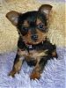 6 Week Old Yorkie Photo!(Holly)-holly-6-weeks-old-.jpg