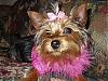 What Color Was Your Yorkie?-lacy.jpg