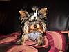 What Color Was Your Yorkie?-pixienov5.jpg