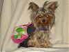 What Color Was Your Yorkie?-mckenziedisco.jpg