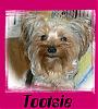 Introducing Myself-tootsie_in_frame_for_net.jpg