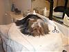 Pixie had a bath today-roxie4-002-600-x-450-.jpg