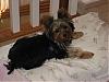 What Color Was Your Yorkie?-layla-010.jpg