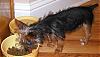 Is my puppy full Yorkie?! Help!-dylan-eating-cropped.jpg