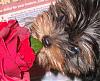 What's your most favourite picture you have taken of your furbaby(ies)??-kacee-rose.jpg