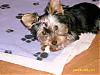 What's your most favourite picture you have taken of your furbaby(ies)??-dsci0170.jpg