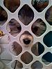 What's your most favourite picture you have taken of your furbaby(ies)??-jambo-behind-bars.jpg