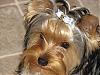 What's your most favourite picture you have taken of your furbaby(ies)??-yorkie-017.jpg