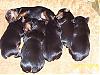 How many yorkies do you have?-six-beauties.jpg