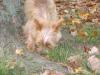 New Pics of Mavrick & Mercedes (Red/Gold Yorkie Pups)-9-25-3-600-x-450-mav.jpg