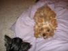 New Pics of Mavrick & Mercedes (Red/Gold Yorkie Pups)-9-25-5-600-x-450-merc.jpg