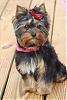 Yorkie Pics-50-296-442.jpg