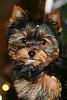 Yorkie Pics-500.jpg