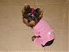 Yorkie Pics-l_6f45be96b45ba790e237aac21bb06489.jpg