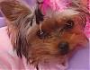 Yorkie Pics-dsc01130.jpg